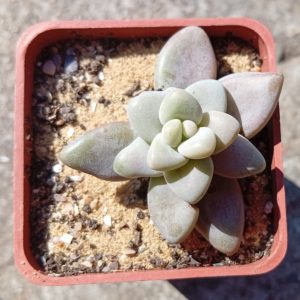 Pachyveria Mango
