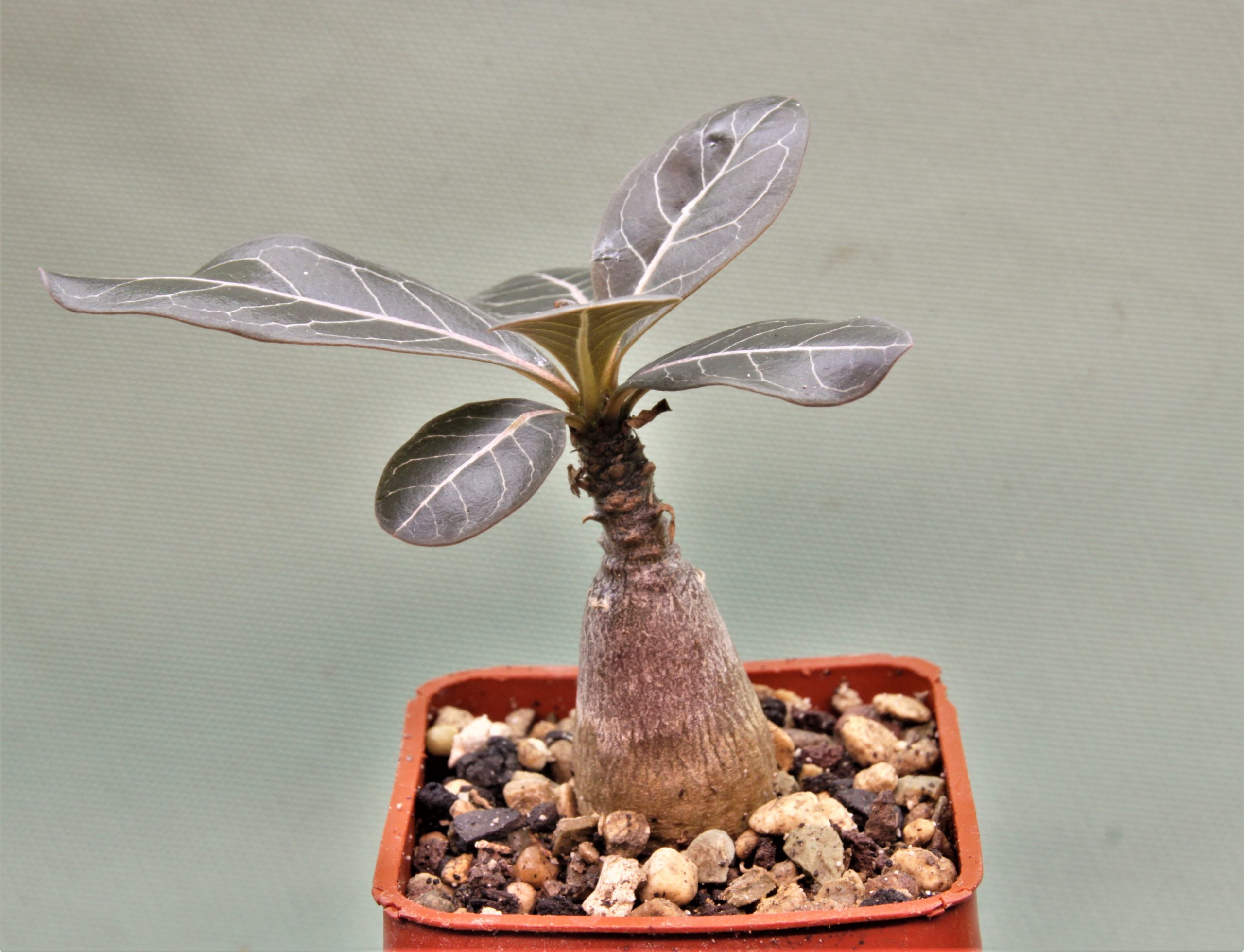 Adenium-socotranum-2