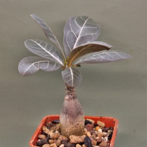 Adenium-socotranum-3