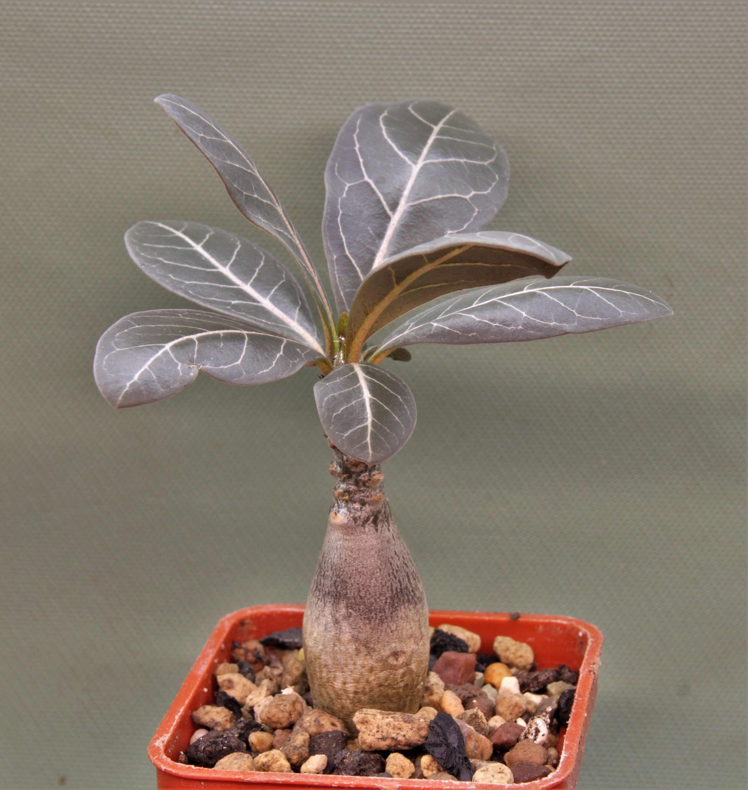 Adenium-socotranum-3