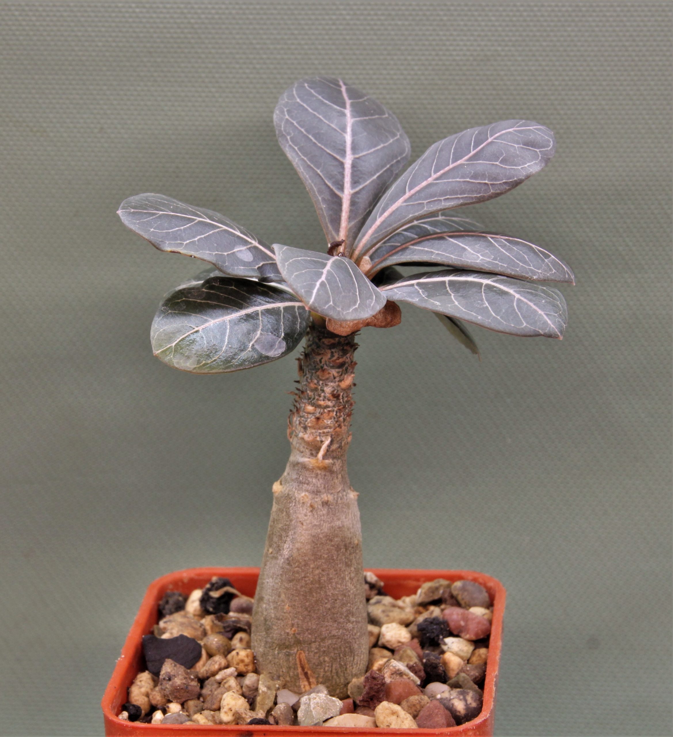Adenium-socotranum-4