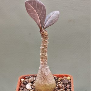Adenium-socotranum-6