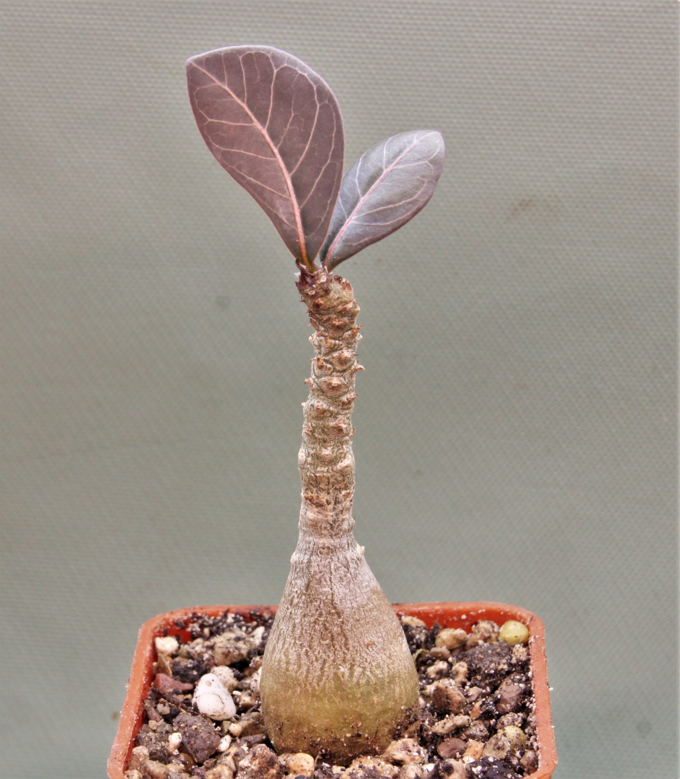 Adenium-socotranum-6