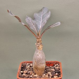Adenium-socotranum-7