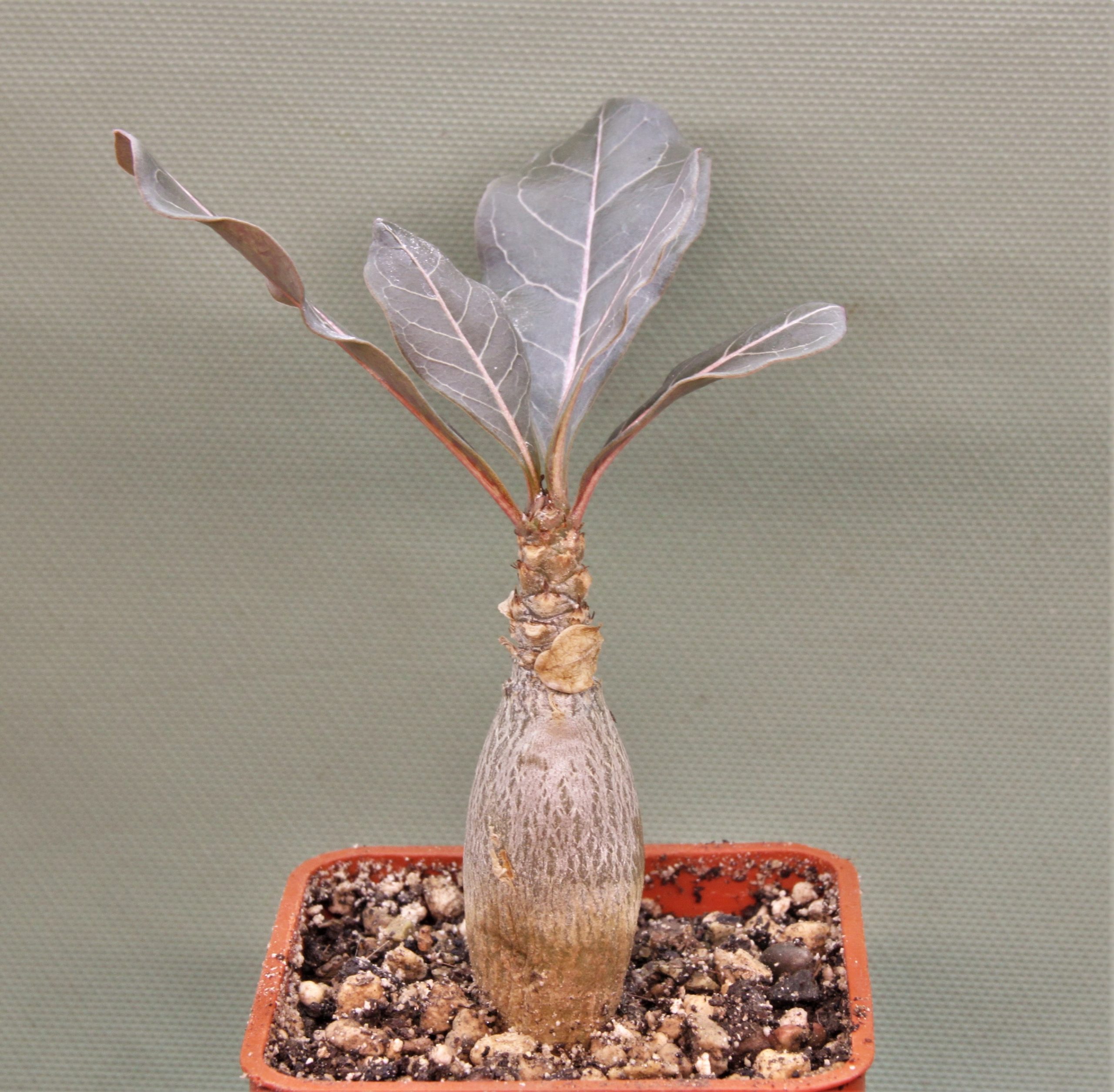 Adenium-socotranum-7