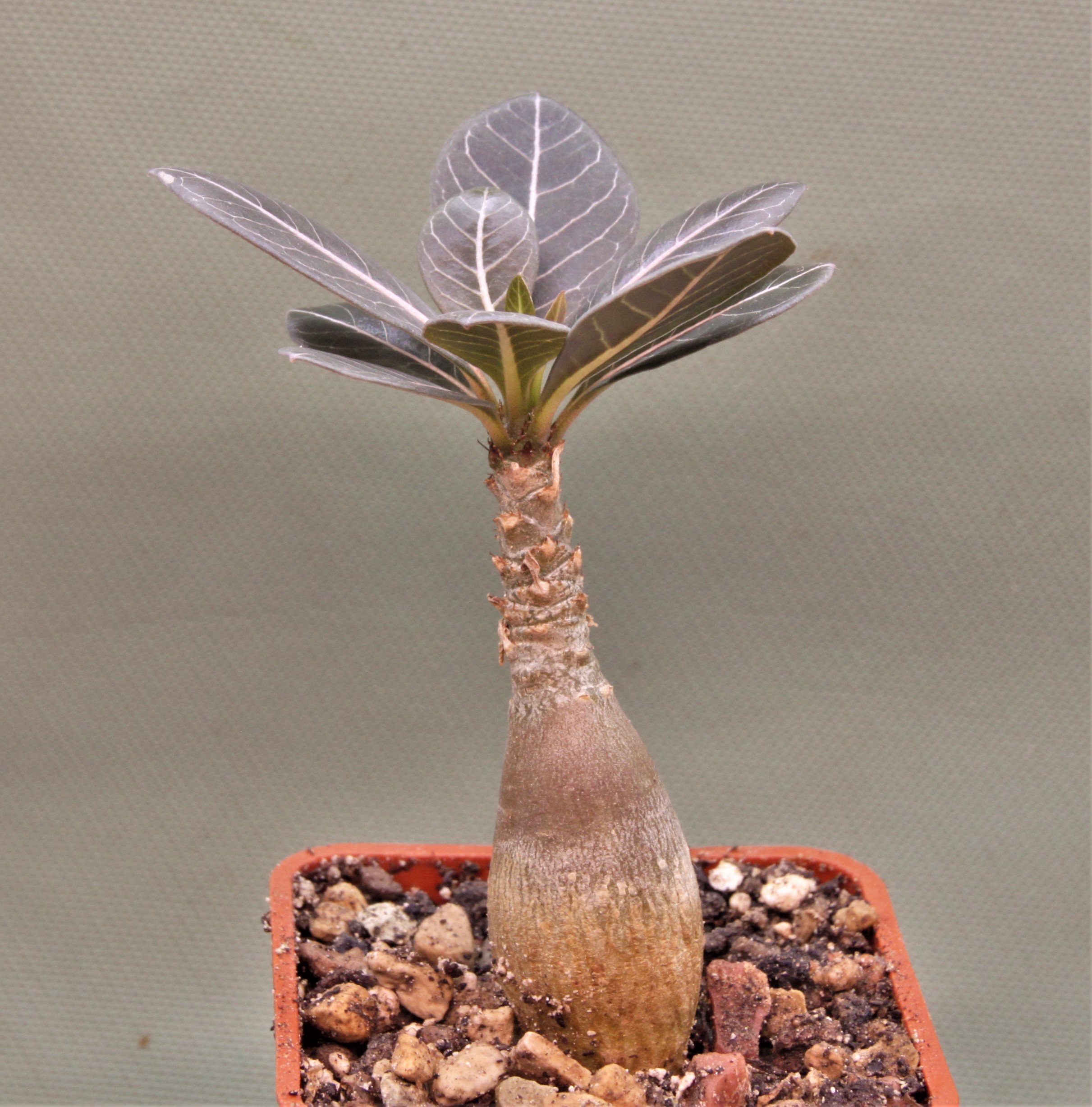 Adenium-socotranum-8