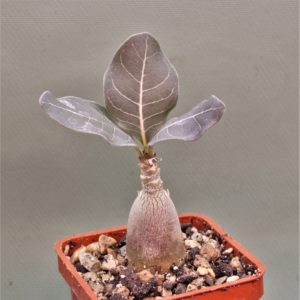 Adenium-socotranum-9