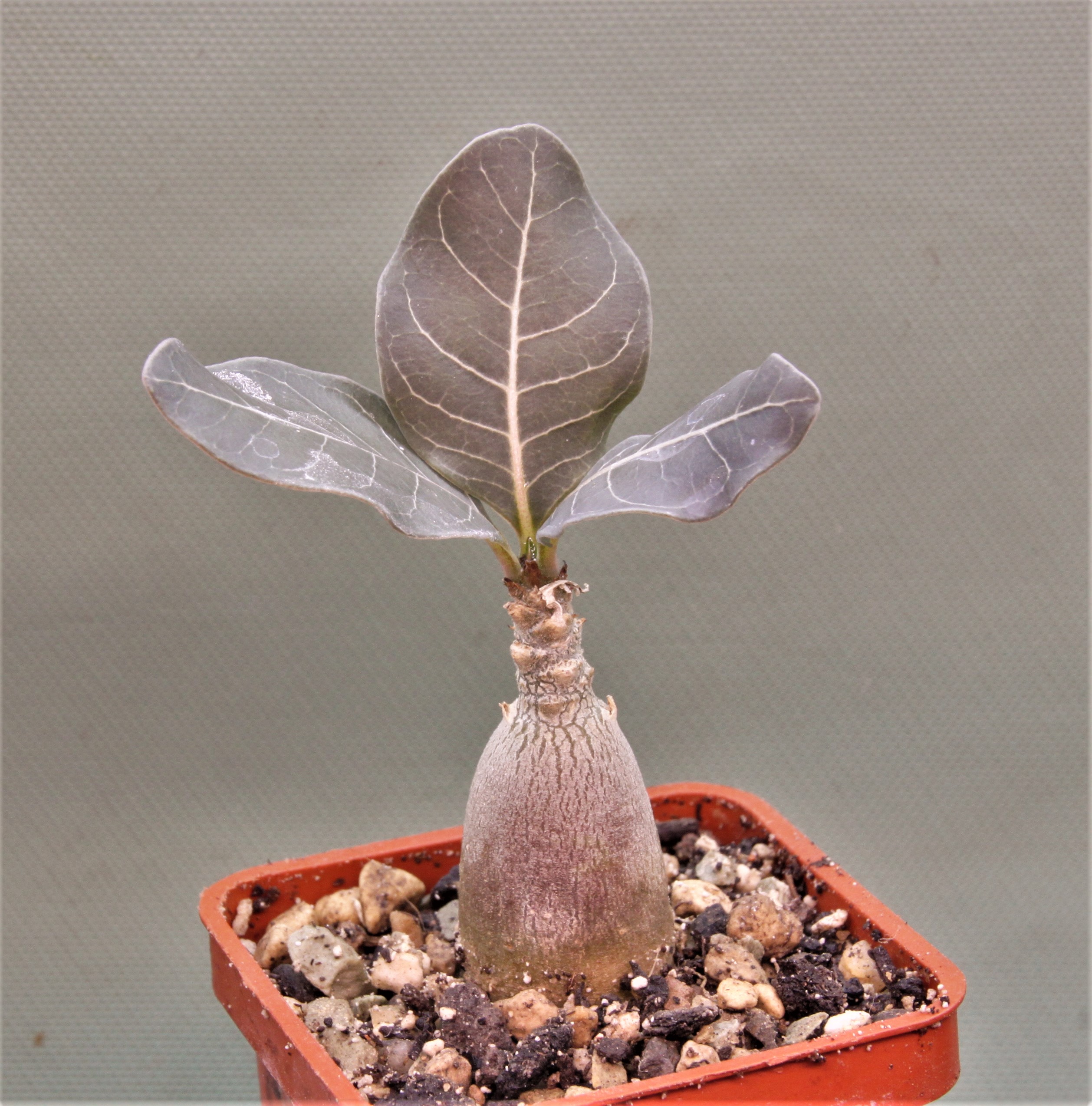 Adenium-socotranum-9