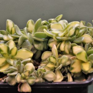Aeonium-lindleyi-variegata-1-