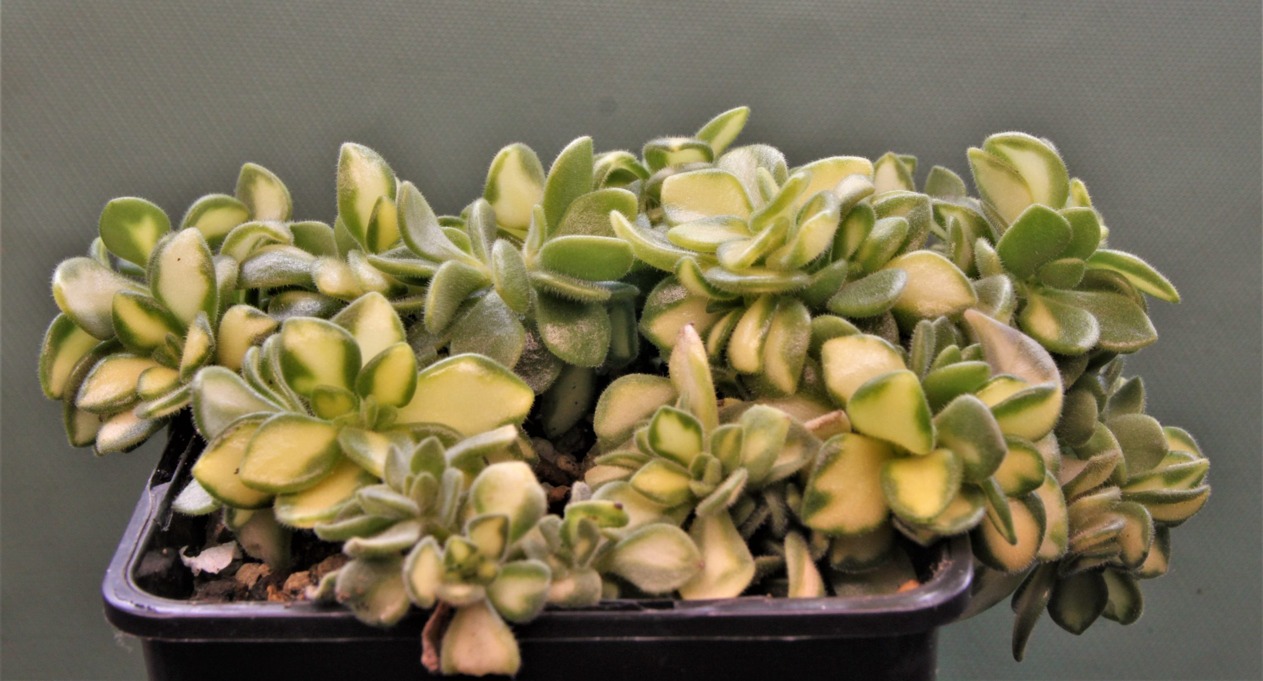 Aeonium-lindleyi-variegata-1-