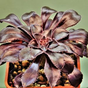 Aeonium-schwarzkopf