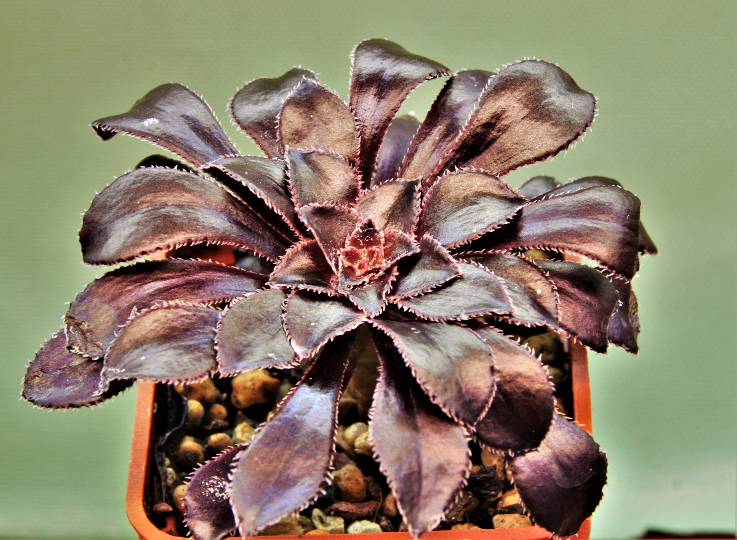 Aeonium-schwarzkopf