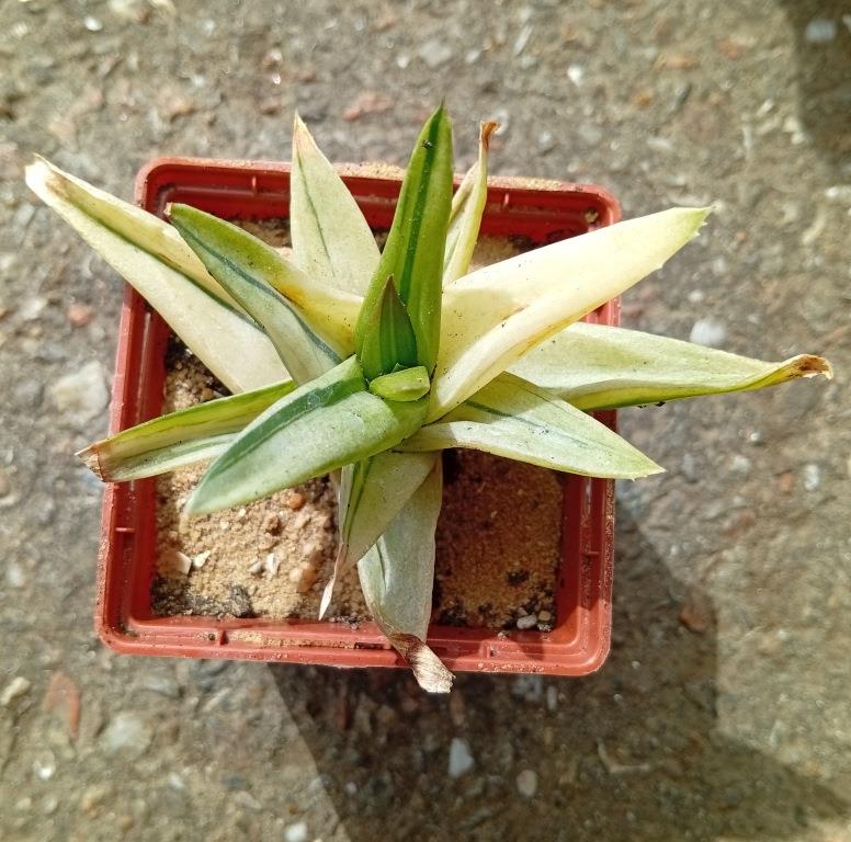 Aloe Black Jem variegata