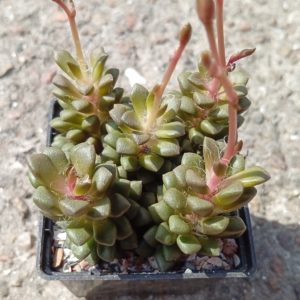 Anacampseros retusa