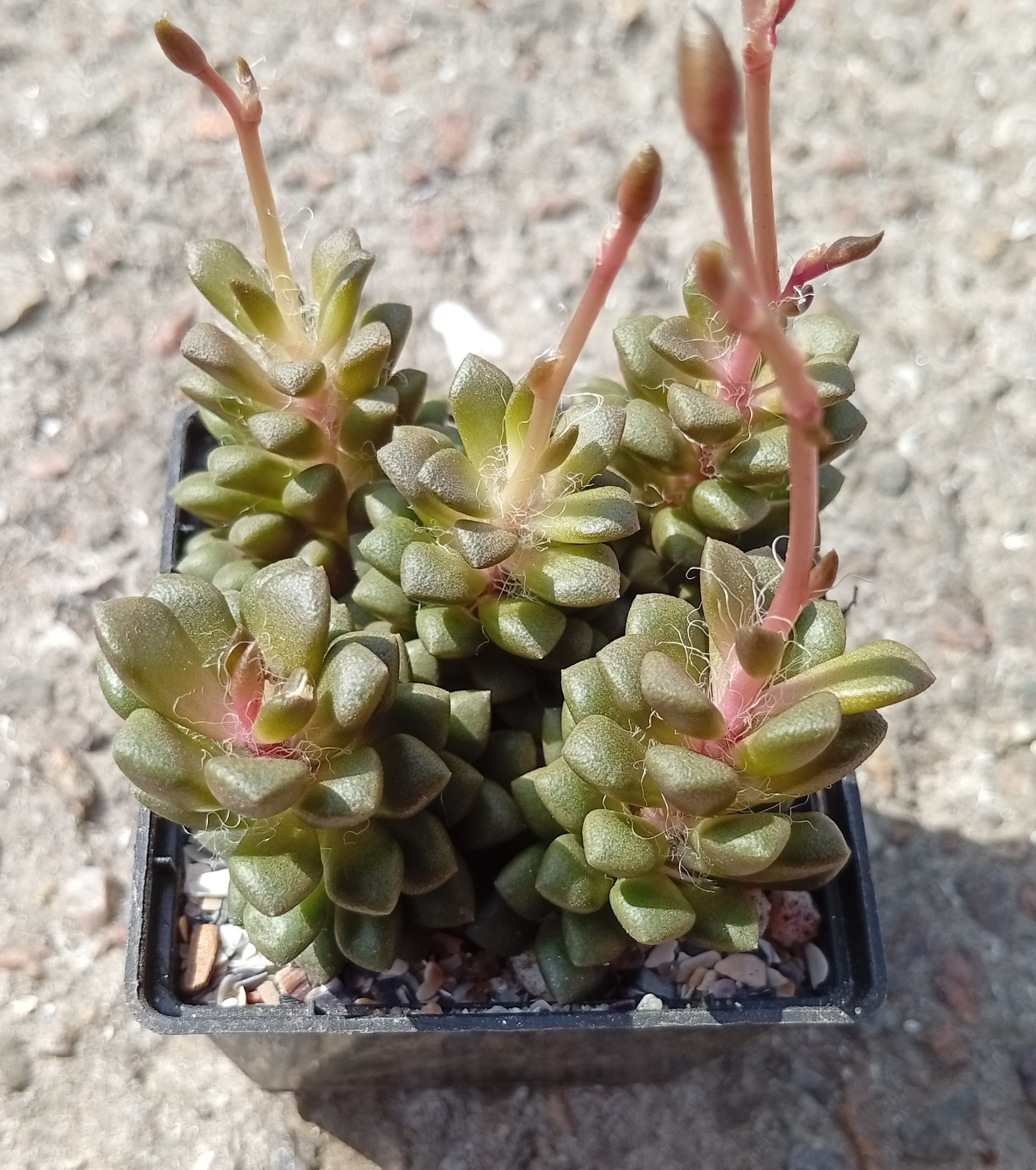 Anacampseros retusa