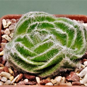 Crassula-barbara-2