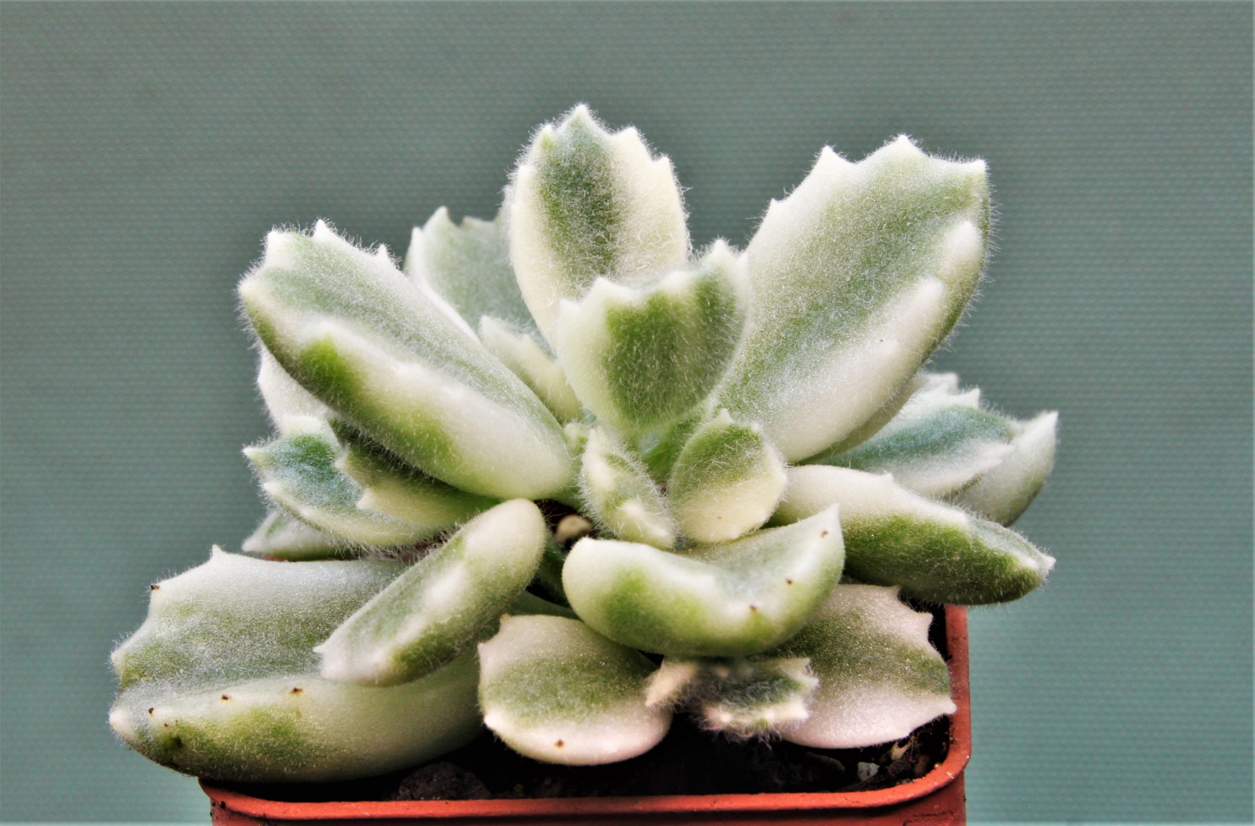 Crassula-ladysmithiensis-Variegata-1