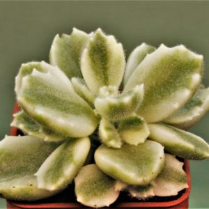 Crassula-ladysmithiensis-Variegata