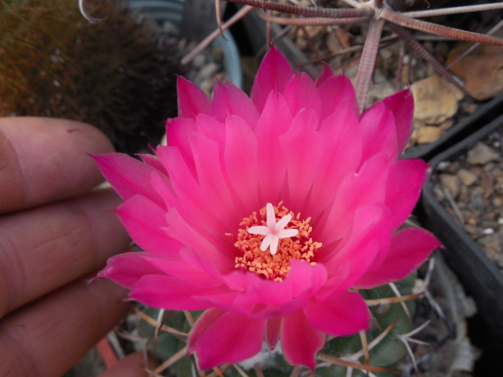 Coryphantha elephantidens