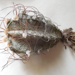 Astrophytum capricorne - v. crassispinoides - Piltz -