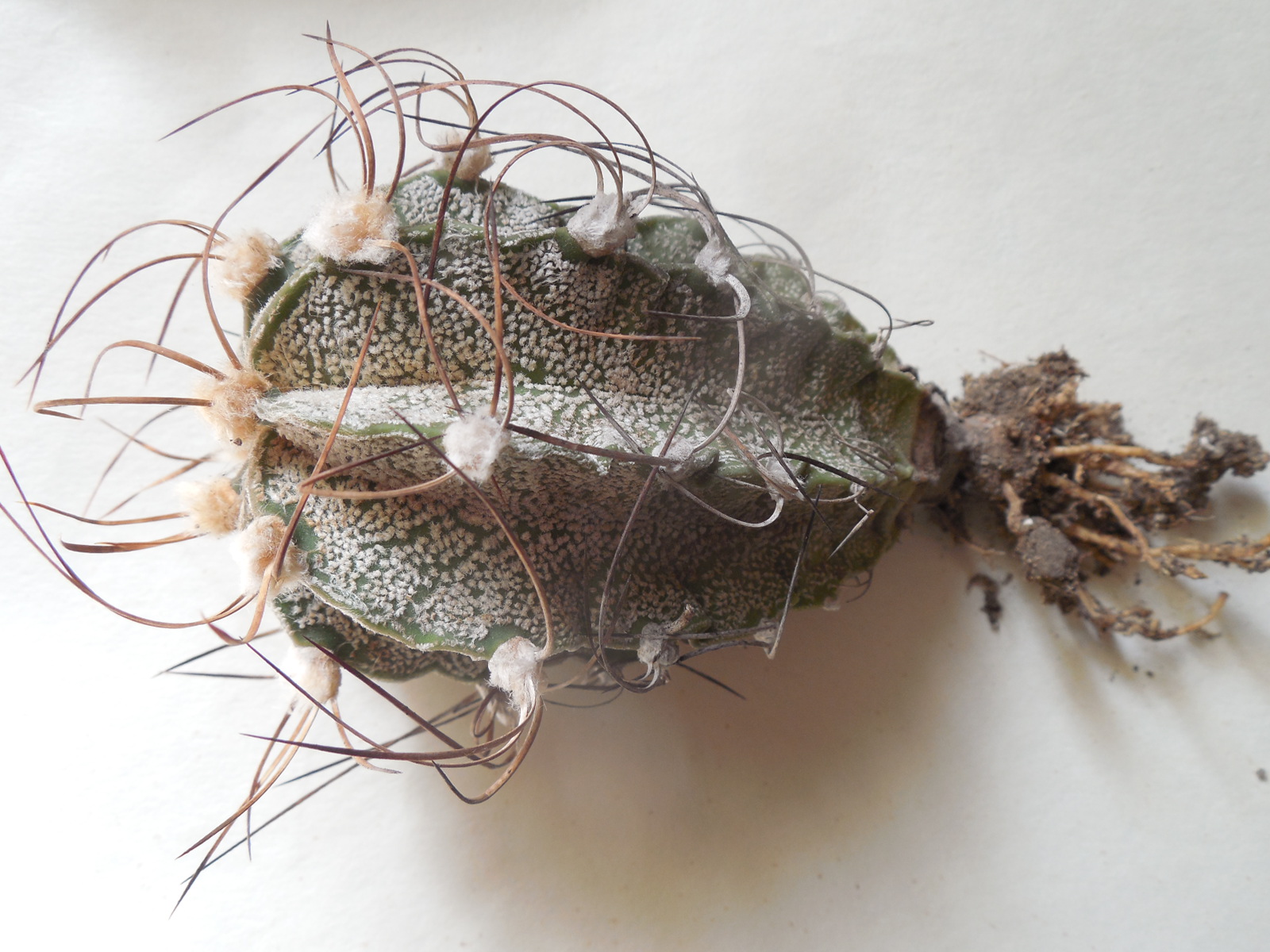 Astrophytum capricorne - v. crassispinoides - Piltz -