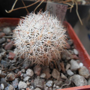Echinomastus durangensis SB 1621 - Bermejillo, Durango. - MG - not grafted