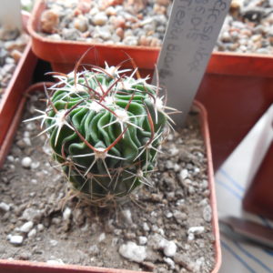 Echinofossulocactus  spec. Nagl 85.015 - Tierra Blanca
