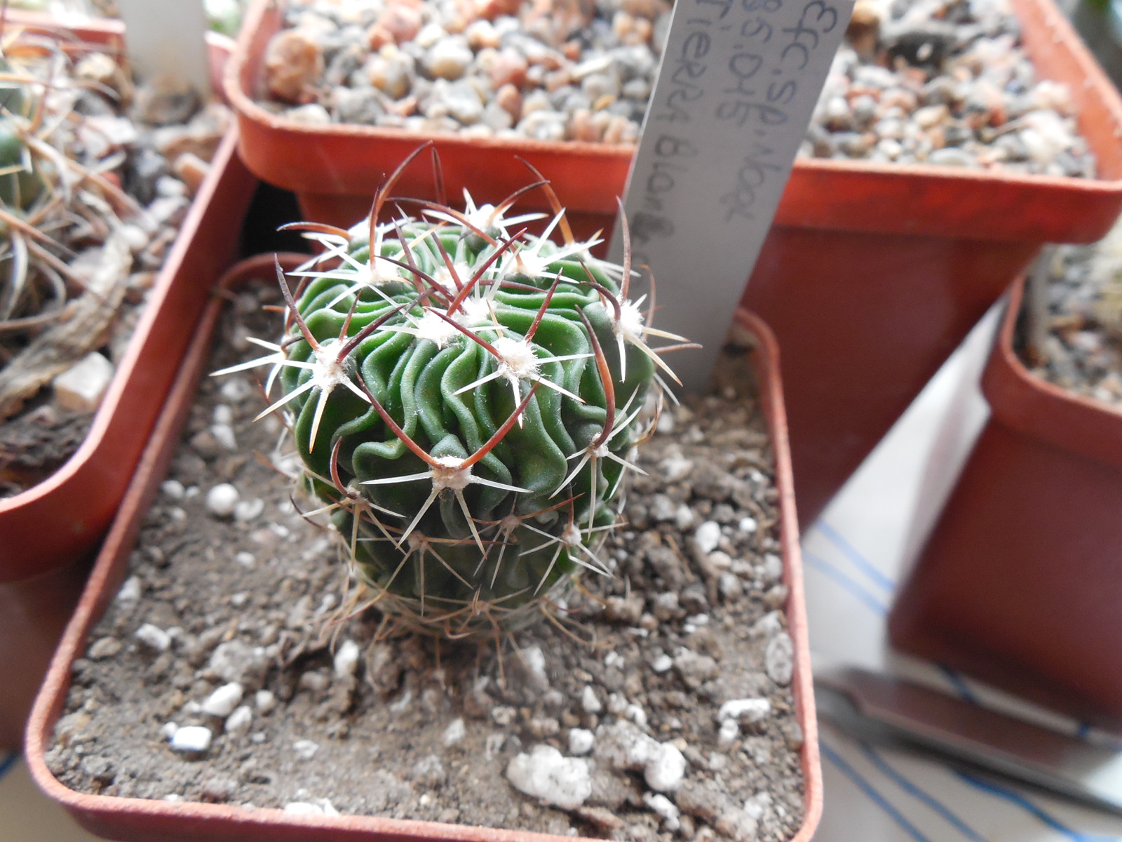 Echinofossulocactus  spec. Nagl 85.015 - Tierra Blanca