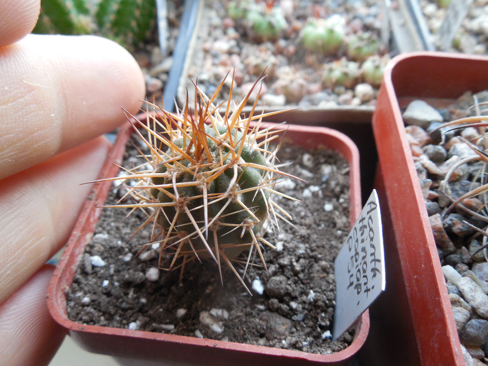Acanthocalycium thionanthum - v.copiapoides  P 54