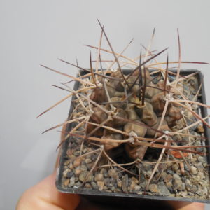 Gymnocalycium michoga