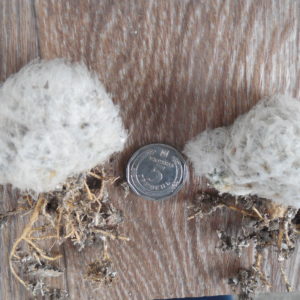 Mammillaria plumosa - f.monstruosa