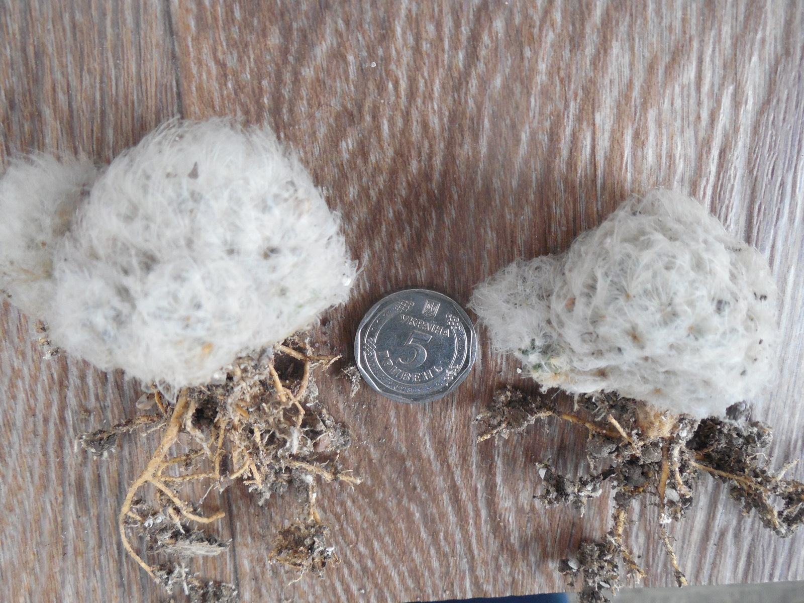 Mammillaria plumosa - f.monstruosa