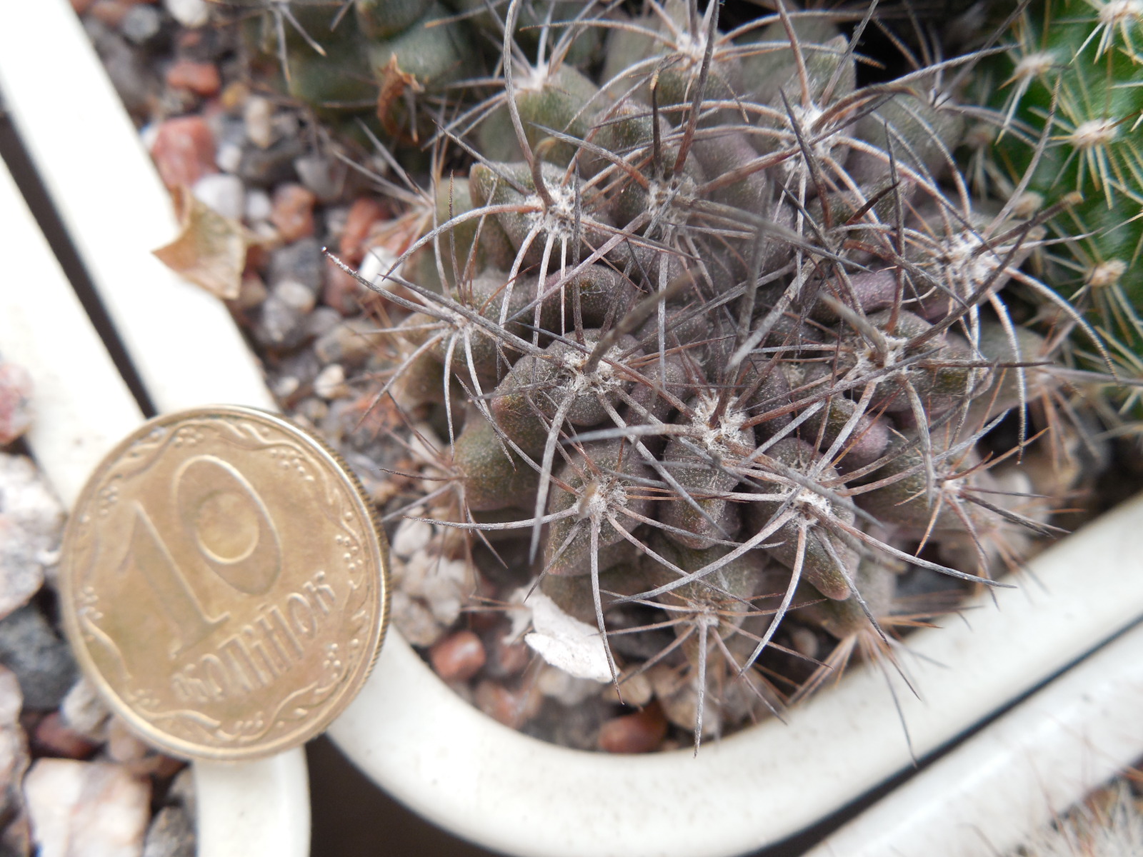 Neoporteria pulchella