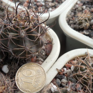 Pyrrhocactus kattermanii - Dohnalik -