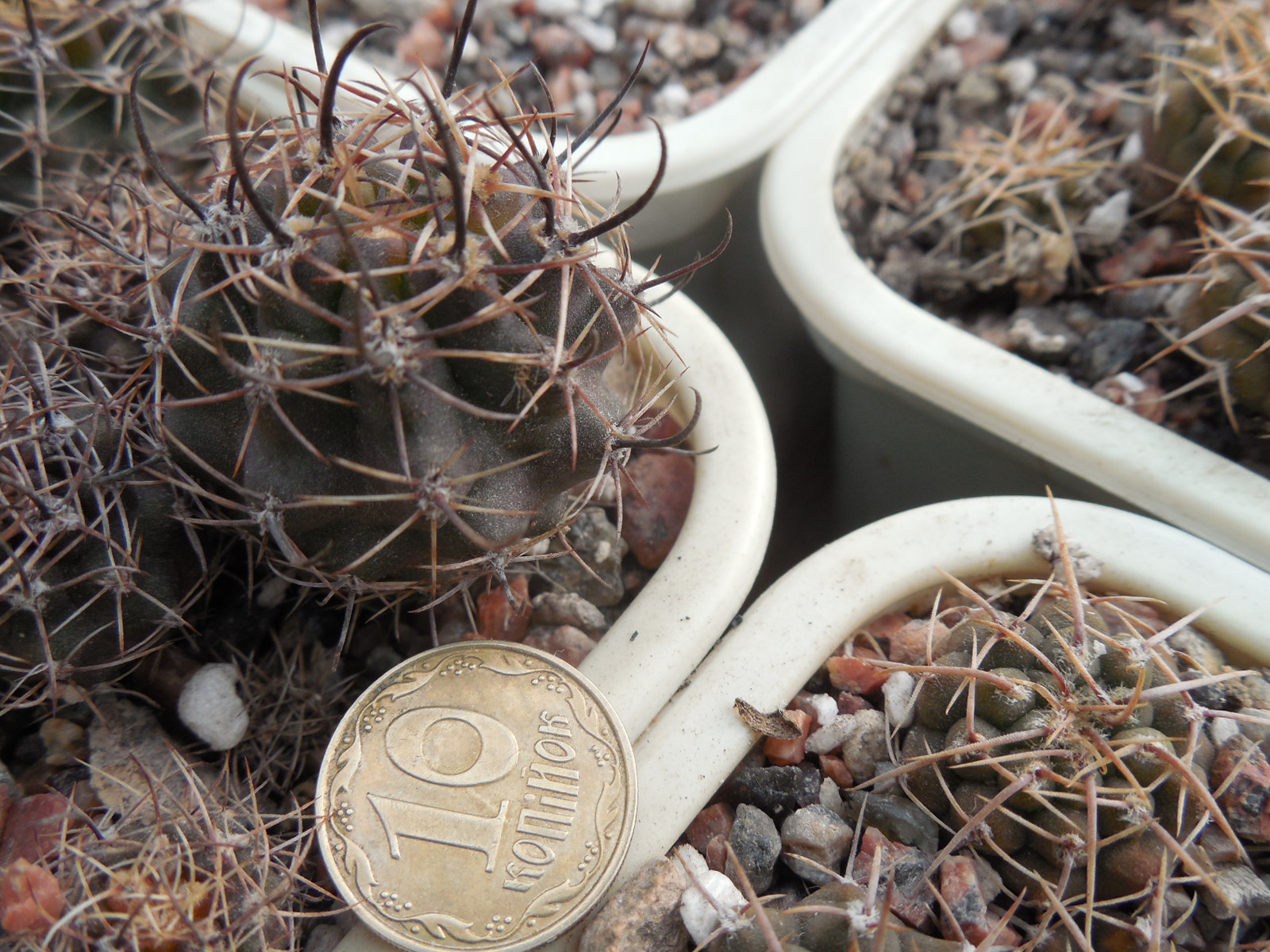 Pyrrhocactus kattermanii - Dohnalik -