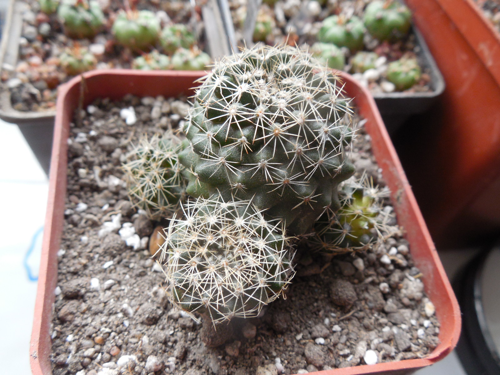 Copiapoa humilis FR 464 - Paposo, Chile