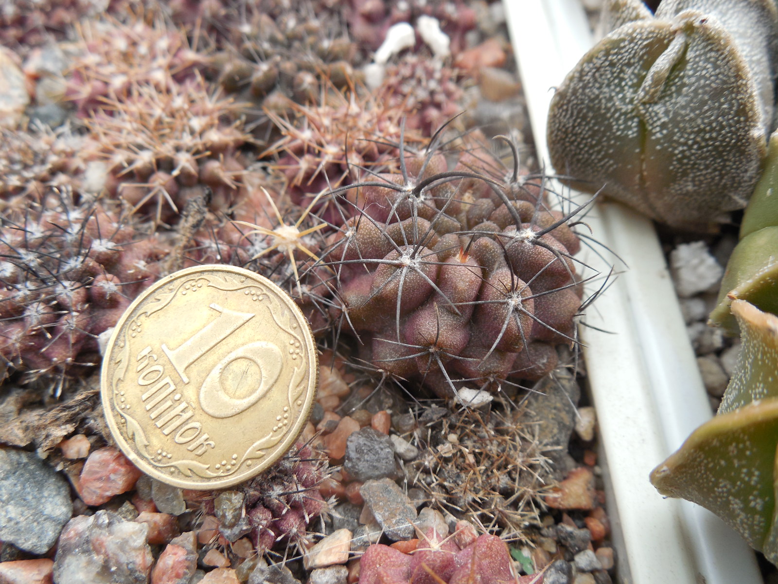 Neochilenia paucicostata VJ257