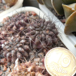Pyrrhocactus cachitaensis - v.odoriflorus