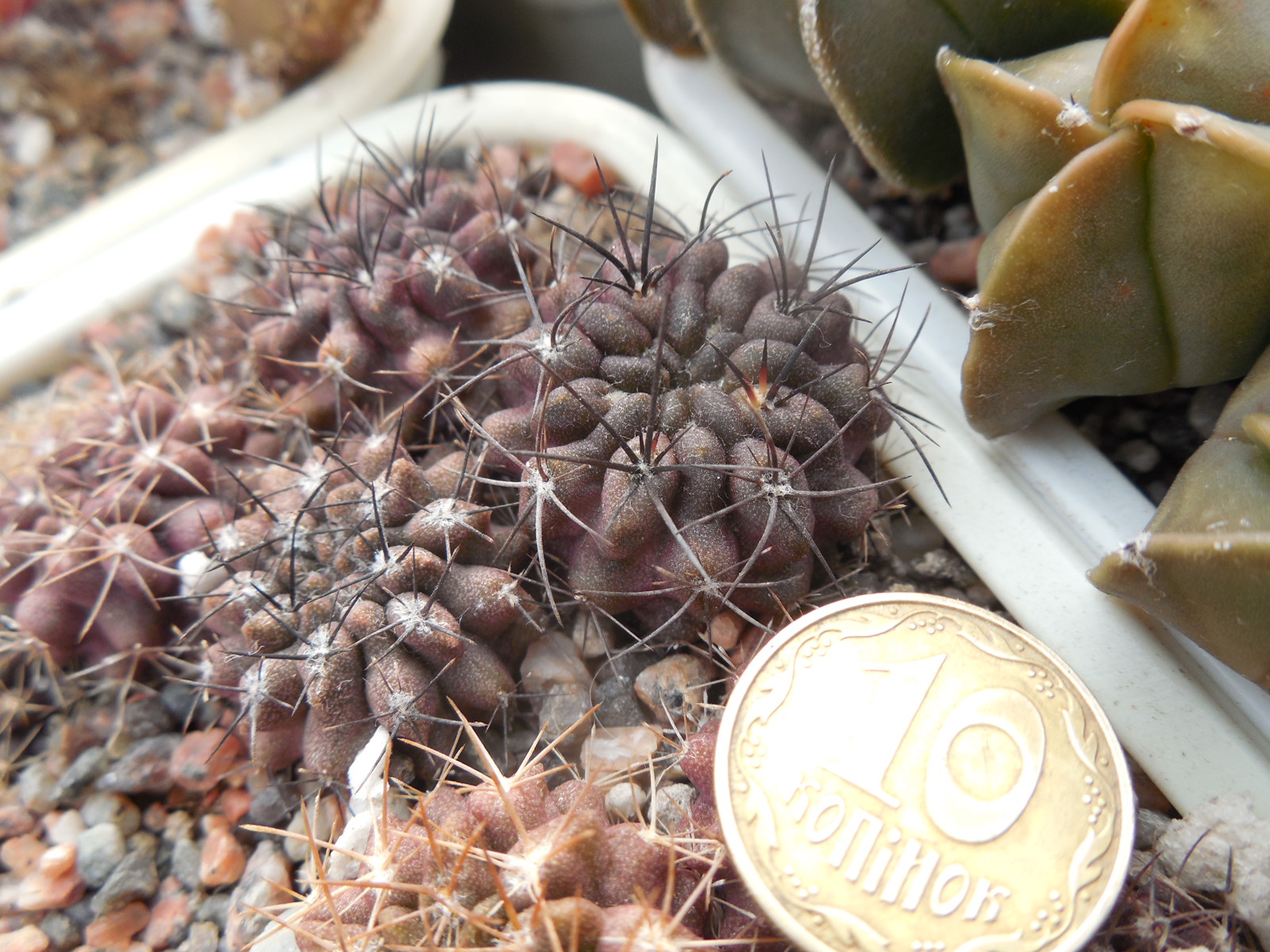 Pyrrhocactus cachitaensis - v.odoriflorus