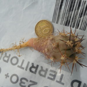 Eriosyce ceratistes - v.combarbalensis JN2260 - Poma Bajo,Coquimbo 981 m.