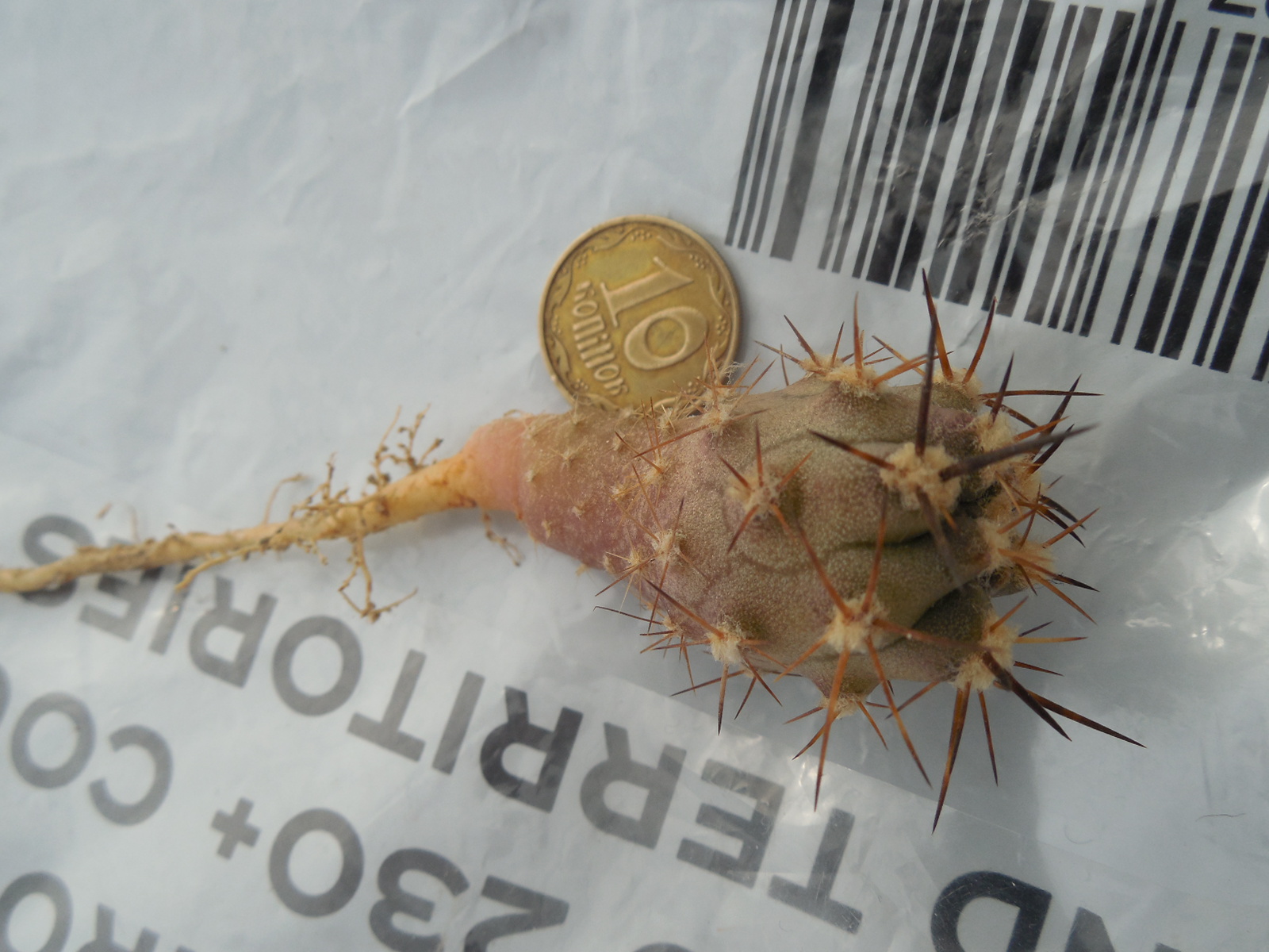 Eriosyce ceratistes - v.combarbalensis JN2260 - Poma Bajo,Coquimbo 981 m.