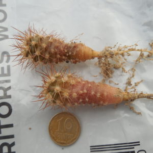 Eriosyce ceratistes - v.combarbalensis JN2260 - Poma Bajo,Coquimbo 981 m.