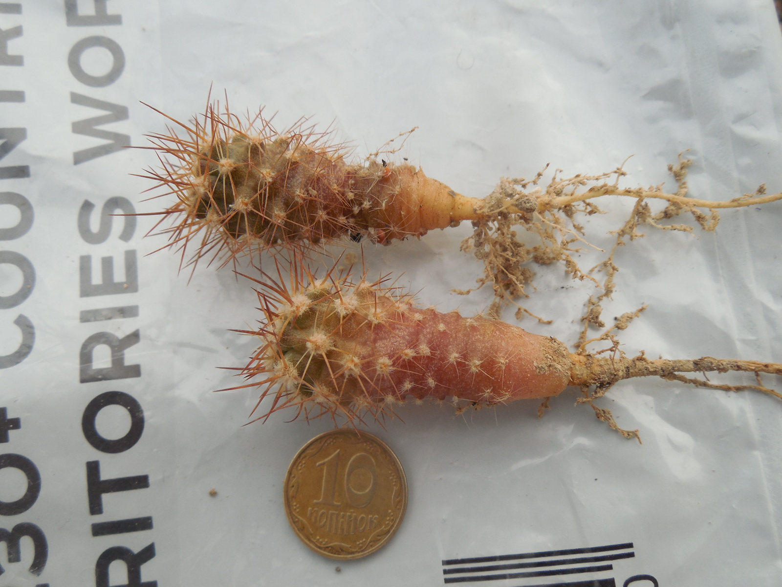 Eriosyce ceratistes - v.combarbalensis JN2260 - Poma Bajo,Coquimbo 981 m.