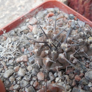 Gymnocalycium piltziorum P38 - Piltz -