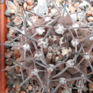 Gymnocalycium piltziorum P38 - Piltz -