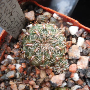 Sulcorebutia canigueralii - v.applanata  WK 217 A - Rio Chico Valley