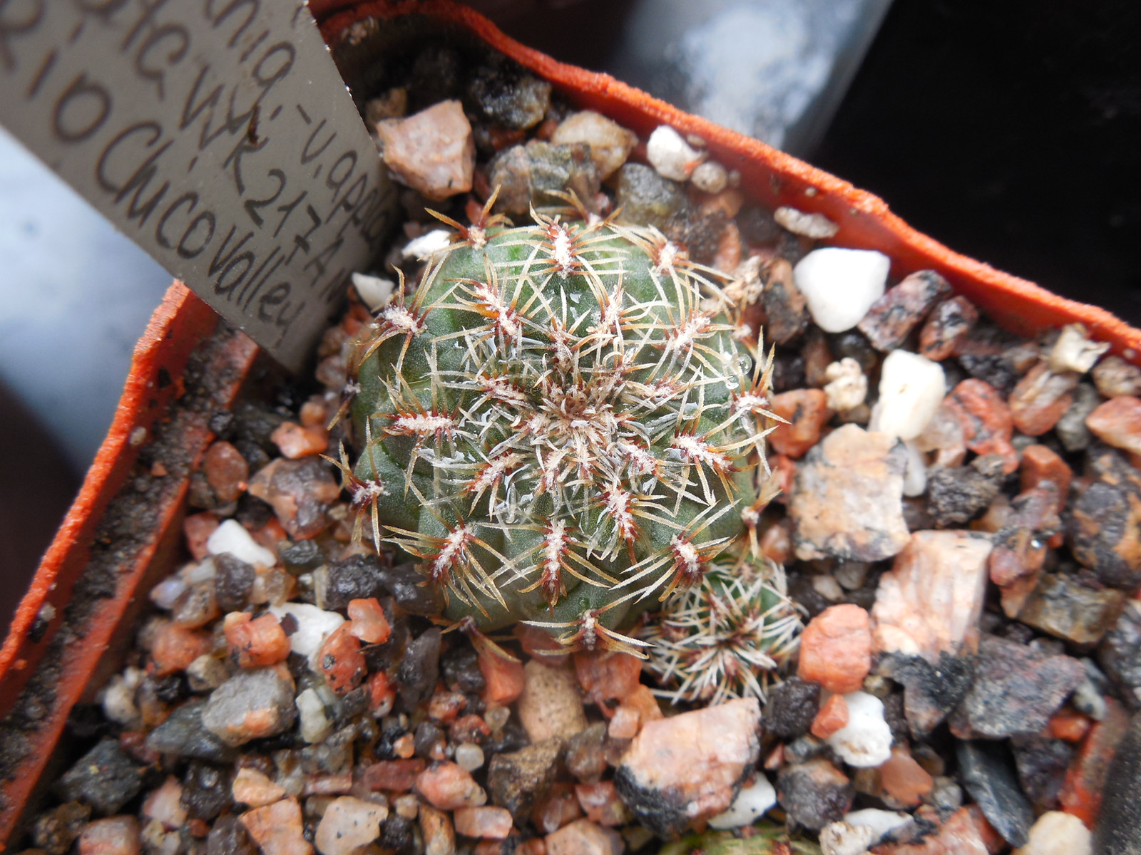 Sulcorebutia canigueralii - v.applanata WK 217 A - Rio Chico Valley
