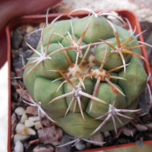 Thelocactus lloydii - v.mayor HK 1608