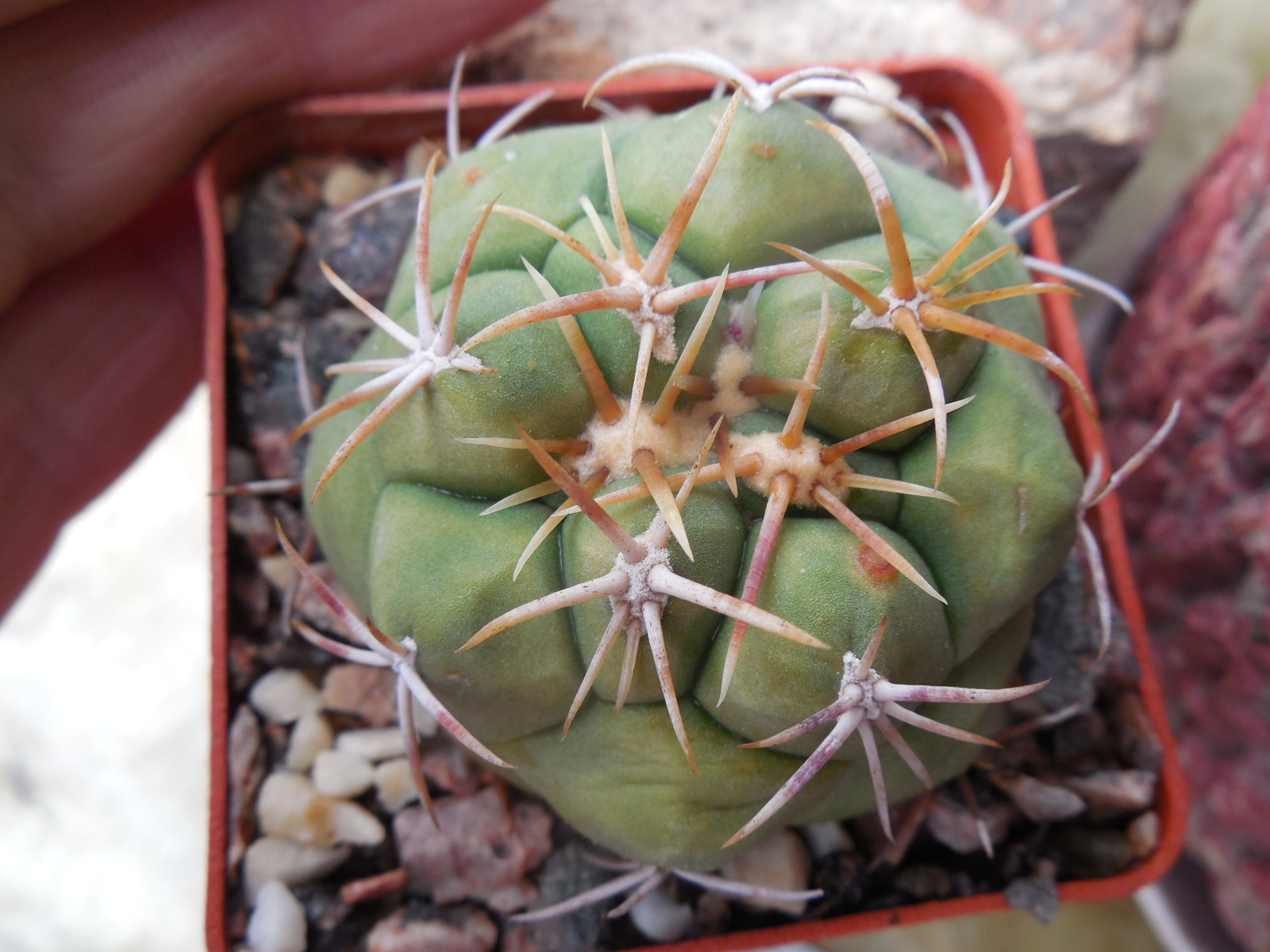 Thelocactus lloydii - v.mayor HK 1608