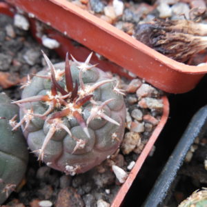 Gymnocalycium spegazzinii - v.unguispinum